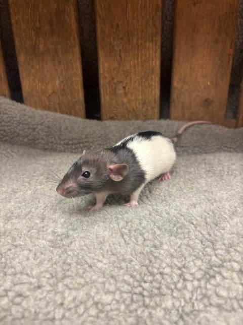 Tamme ratten vrouw, Dieren en Toebehoren, Knaagdieren, Rat, Juni, Vrouwelijk, Tam