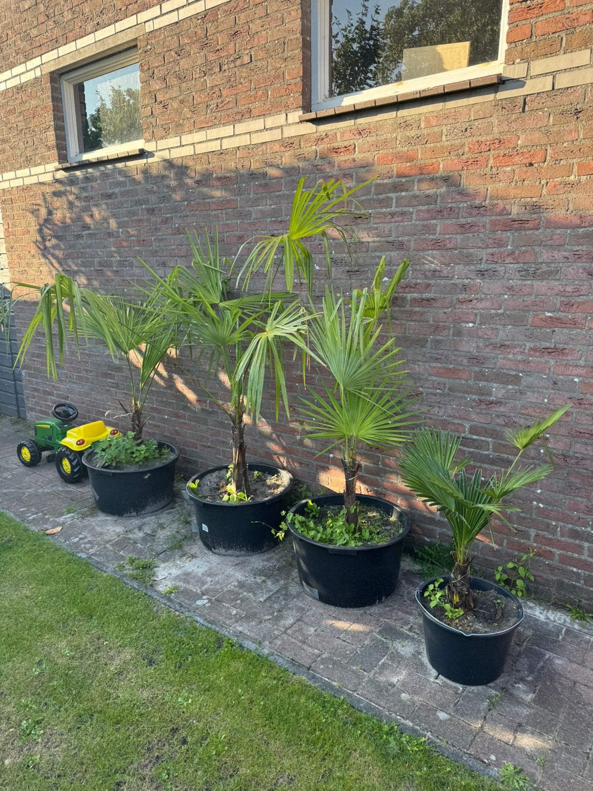 Palmbomen Trachycarpus Fortunei, Volle zon, Vaste plant, Bloeit niet, Ophalen