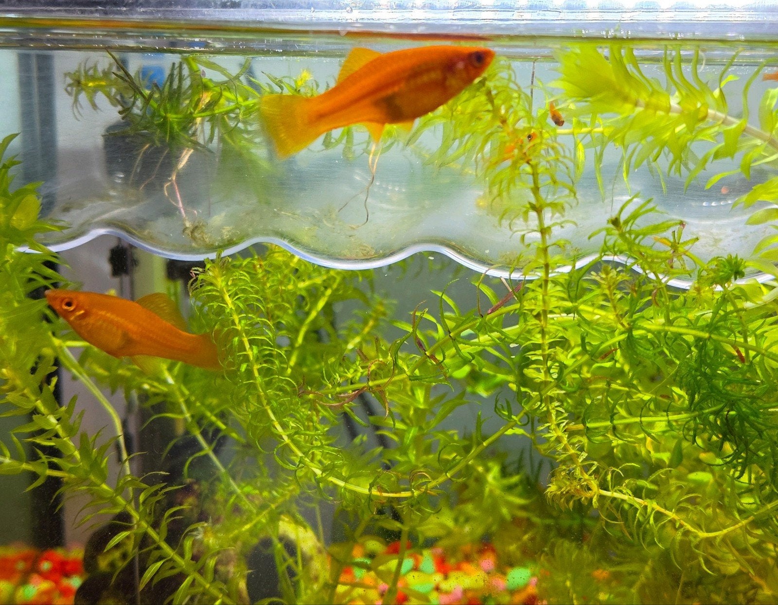 3 volwassen vrouwen zwaarddragers, Dieren en Toebehoren, Ophalen of Verzenden, Gevuld zoetwateraquarium