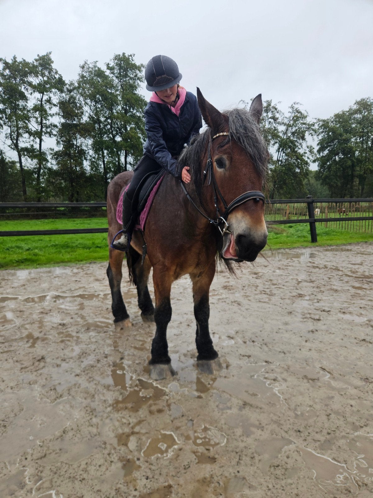 Lieve Belgische trekpaard, Merrie, Met stamboom, 11 jaar of ouder, Recreatiepaard