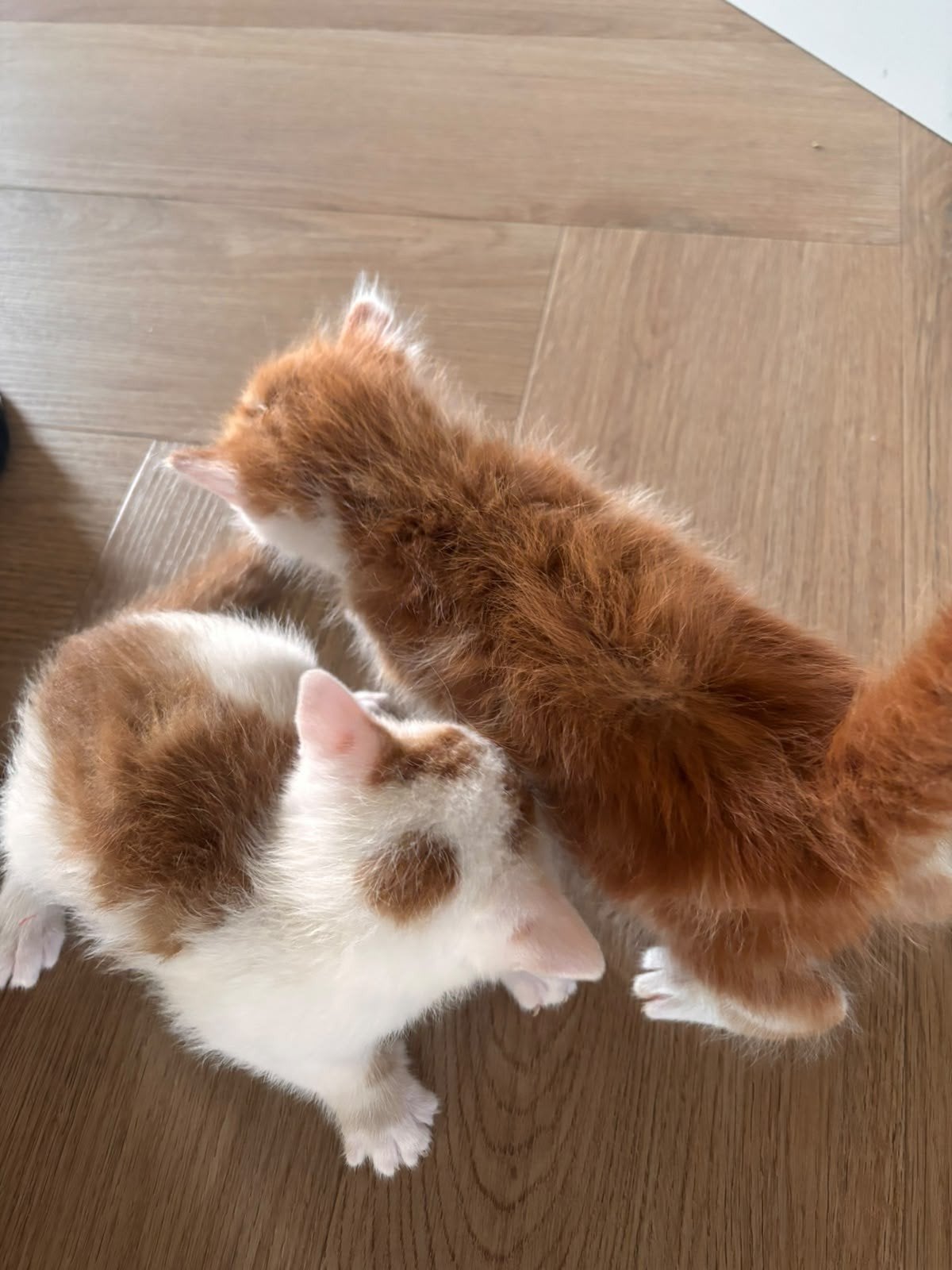 jonge poesjes kittens, Dieren en Toebehoren, Meerdere dieren