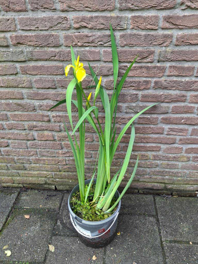 Gele Lis + 3x Penningkruid, waterzuiverende vijverplanten, Tuin en Terras, Vijvers, Ophalen, Zo goed als nieuw