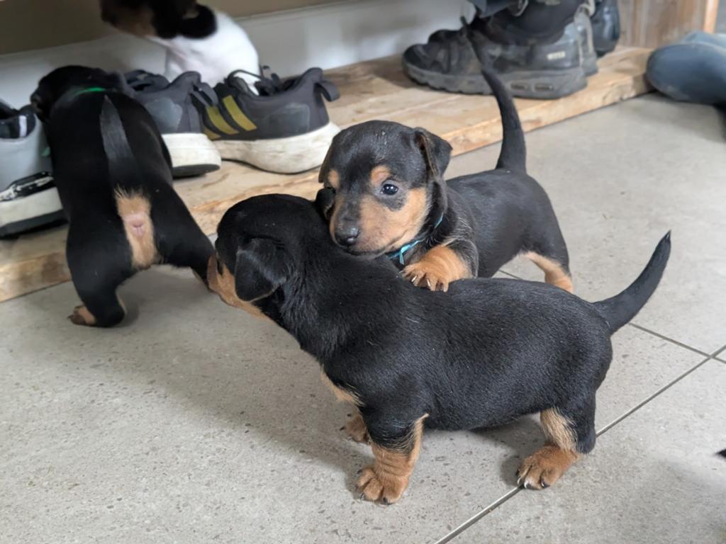 Prachtige jack Russel pups, 8 tot 15 weken, Meerdere, Meerdere dieren, Klein