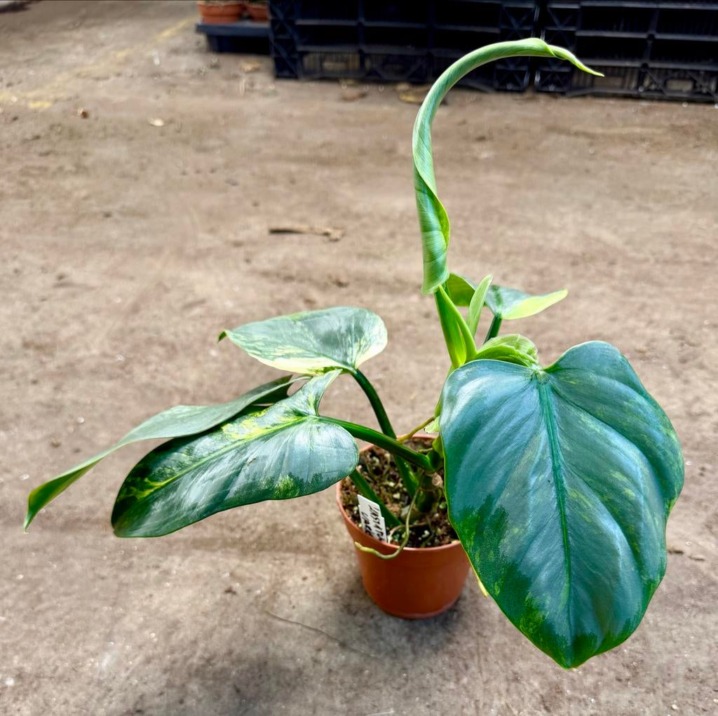 Philodendron Hastatum Variegata P12, Overige soorten, In pot, Minder dan 100 cm, Groene kamerplant
