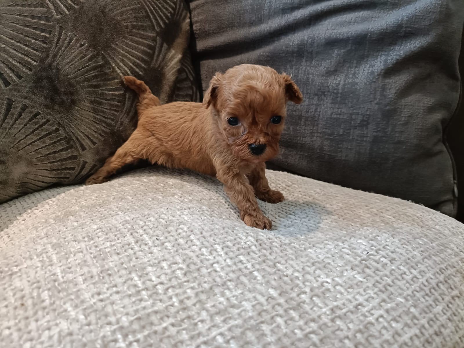 Unieke mini Maltipoo pups met garantie!, Dieren en Toebehoren, Honden | Chihuahua's en Gezelschapshonden, Poedel, 8 tot 15 weken