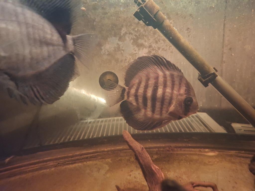 Discus kweek koppel, Dieren en Toebehoren, Vissen | Aquariumvissen, Vis