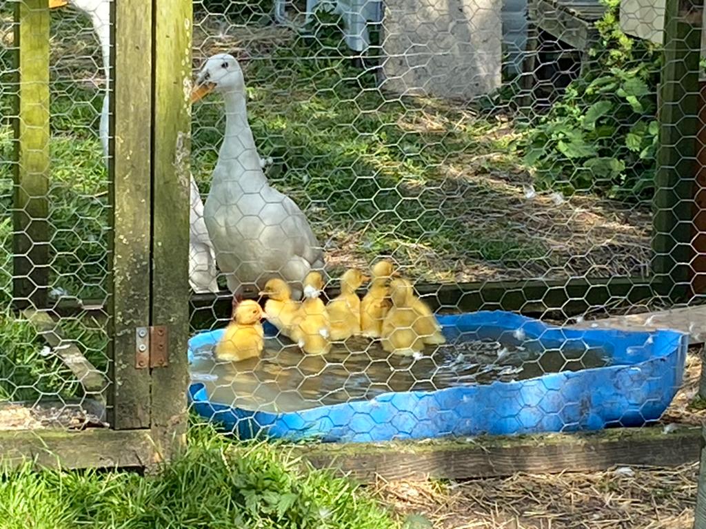 Loopeendjes wit (8x) - pulletjes - 21 mei 2026 geboren, Geslacht onbekend, Eend