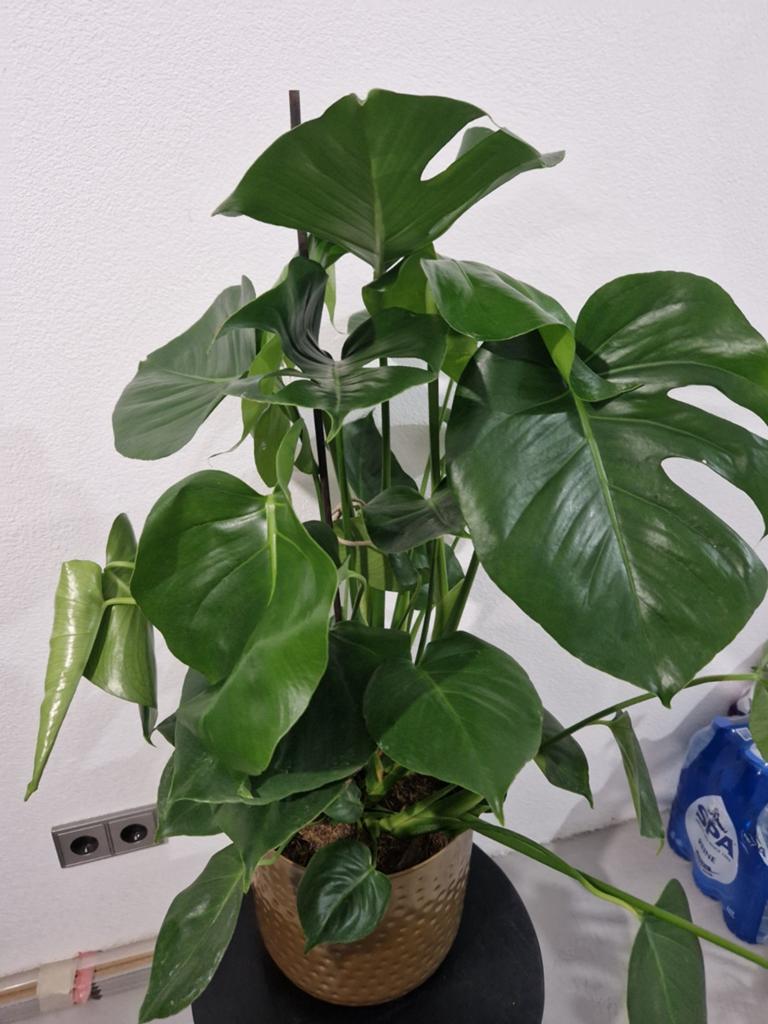 Planten, Huis en Inrichting, Kamerplanten, Ophalen, Halfschaduw, Minder dan 100 cm