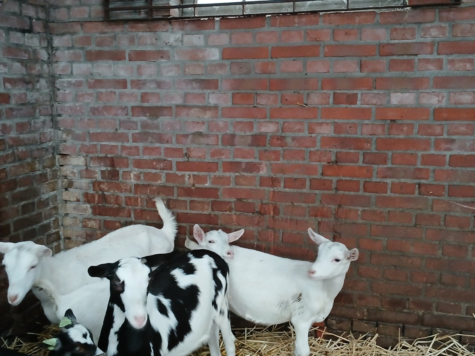 jonge geiten.  cae en cl vrij, Dieren en Toebehoren