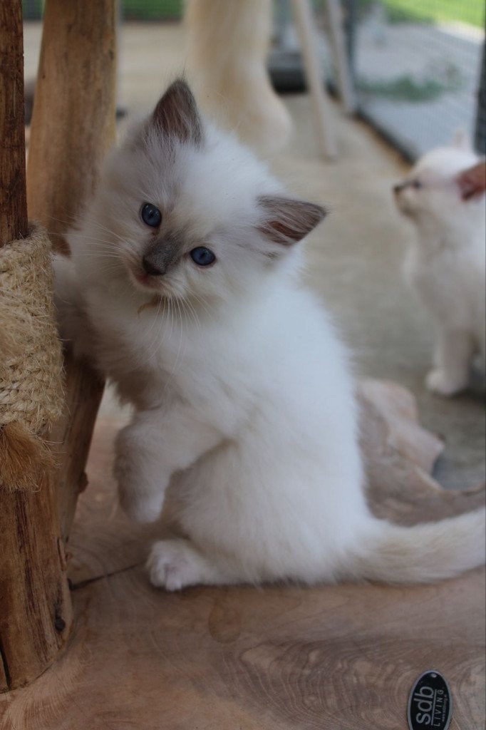 🌈 100% raszuivere Ragdoll kittens 💟, Meerdere dieren, Gechipt, 0 tot 2 jaar