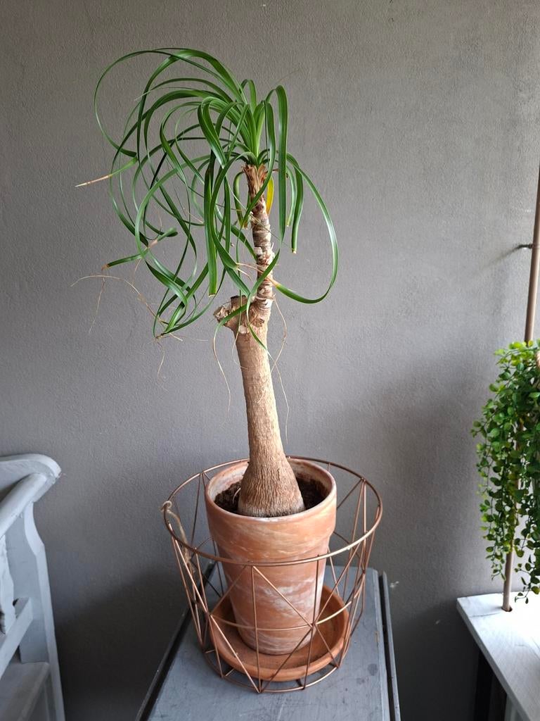 Kamerplant m terra cotta pot, Huis en Inrichting, Kamerplanten, Ophalen, Halfschaduw, Minder dan 100 cm