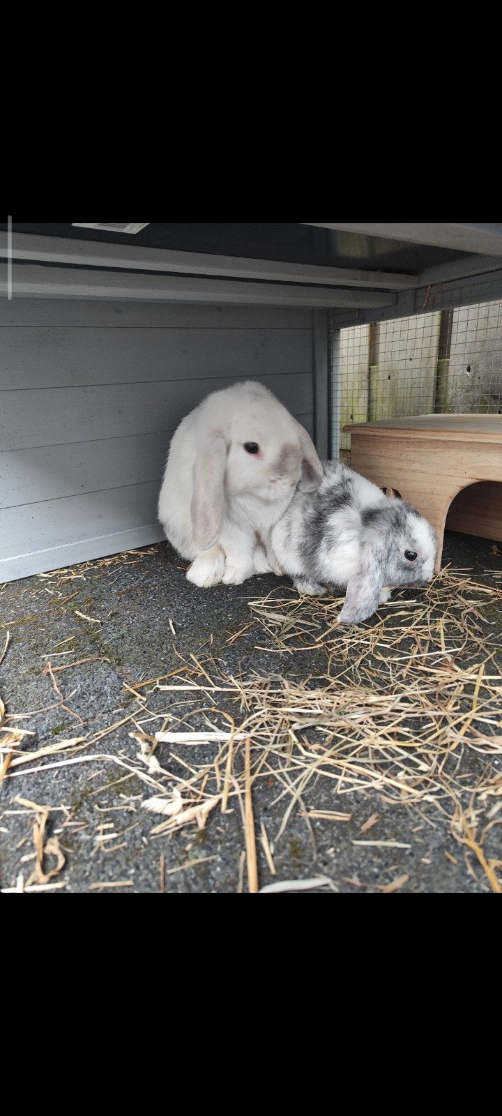 Te koop konijnen koppel., Ophalen, Zo goed als nieuw, Overige typen