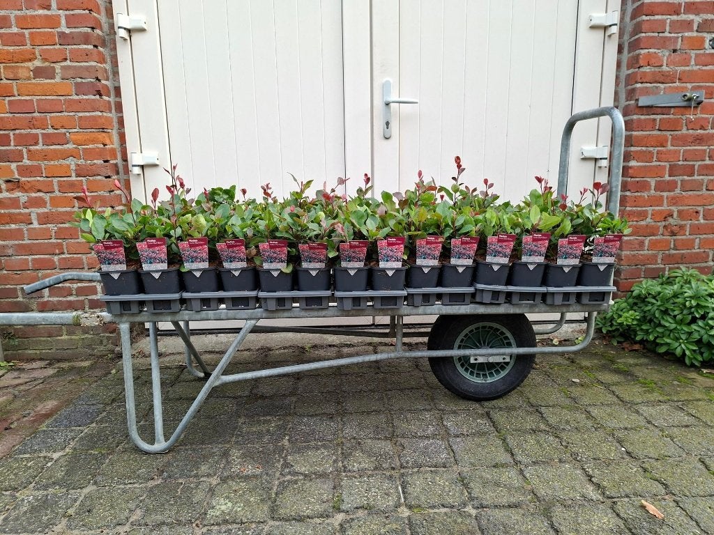 Mooie Photinia 'Little Red Robin' (Glansmispel, haagplant), Tuin en Terras, Ophalen, Overige soorten, 100 tot 250 cm