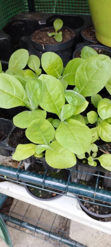 tabak plantjes, Ophalen of Verzenden, Overige soorten, Minder dan 100 cm