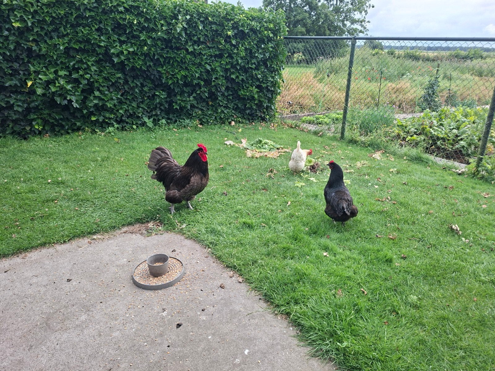 Kippen australorp haan met 5 hennen x en 4 kuikens, Dieren en Toebehoren, Pluimvee, Meerdere dieren, Kip