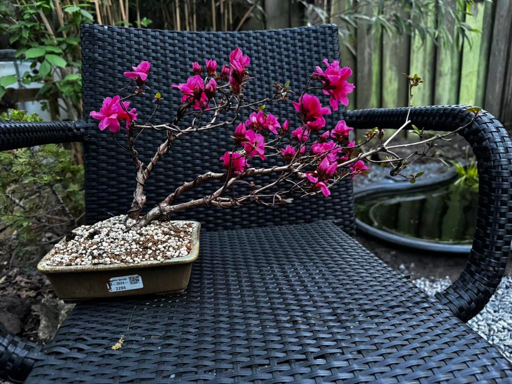 Bonsai Azalea, Ophalen, Volle zon, Overige soorten, Minder dan 100 cm