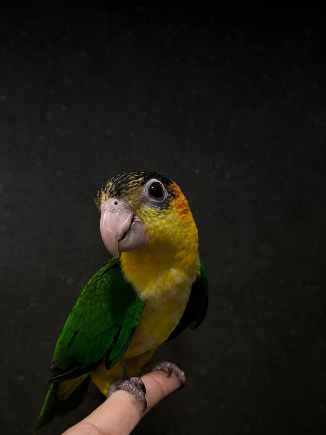 Super lieve tamme jonge Roestkop Caique!, Dieren en Toebehoren, Vrouwelijk, Papegaai, Tam