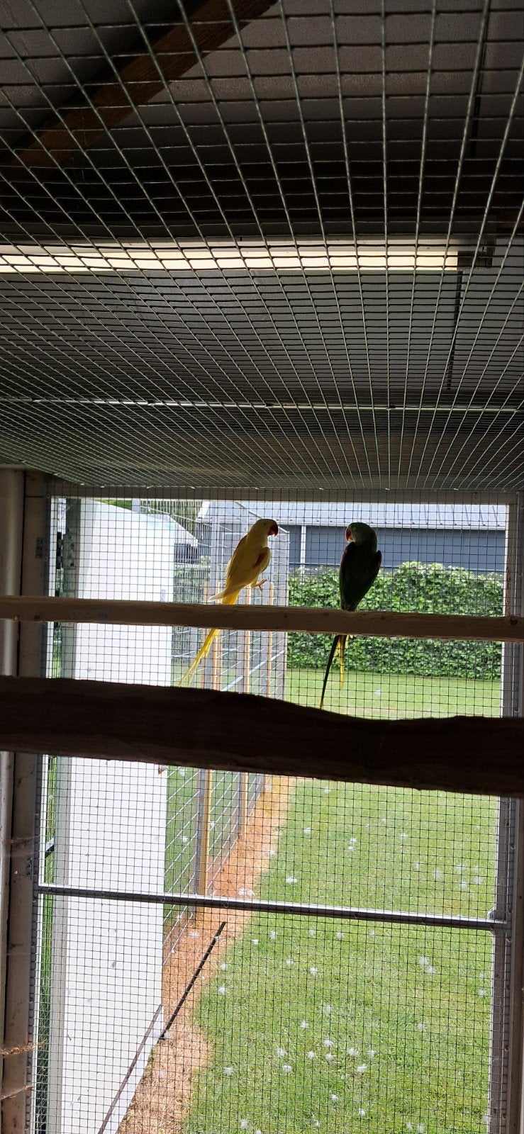 Mooi koppel Alexanders Split Lutino x Lutino, Meerdere dieren, Parkiet, Geringd