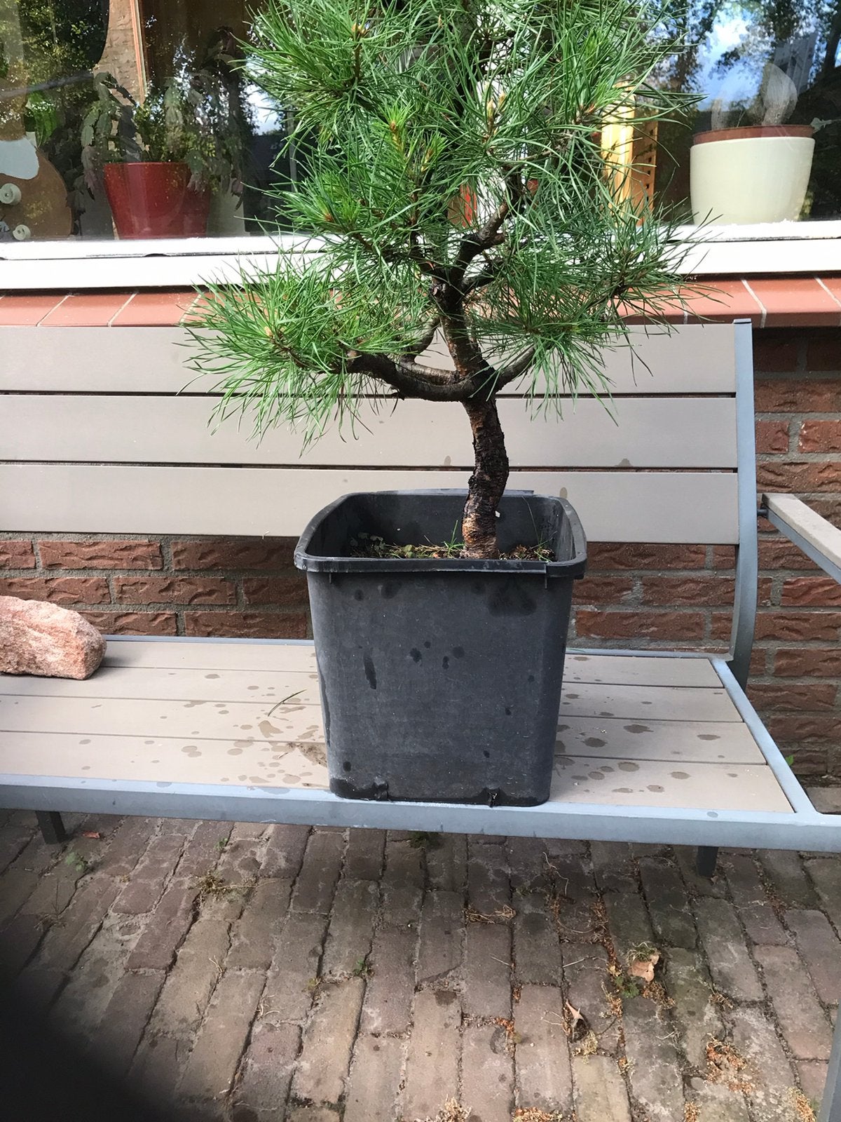 Bonsai pinus sylvestris, Tuin en Terras, Planten | Bomen, Ophalen, Bloeit niet, Halfschaduw, Overige soorten