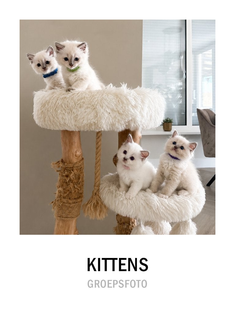 🐾Super lieve ragdoll kittens zoeken een 5⭐️ huisje🐾, Meerdere dieren, Ontwormd, 0 tot 2 jaar
