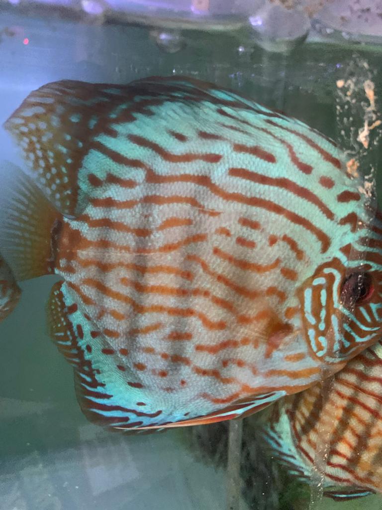 Aziatische discus vissen, Dieren en Toebehoren, Vissen | Aquariumvissen, Vis