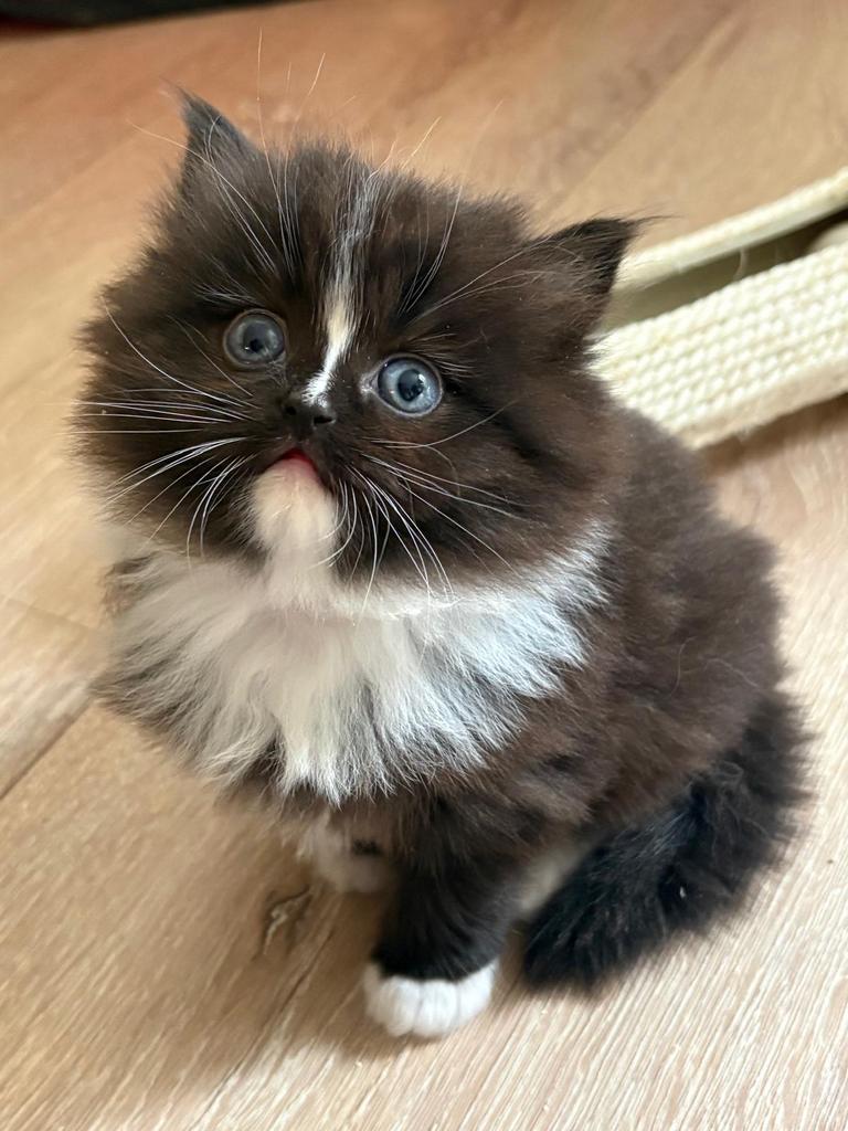 Prachtige Perzische/Ragdoll kittens, Dieren en Toebehoren, Meerdere dieren, Ontwormd, 0 tot 2 jaar