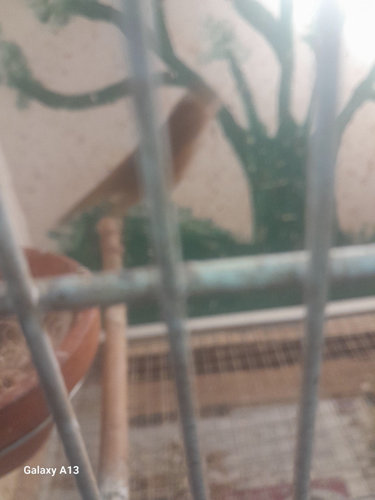 Te koop split phaeo en agaat mannen, Mannelijk, Kleurkanarie