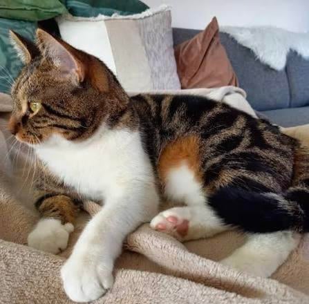Kattenoppas aan huis in Hilversum en omstreken