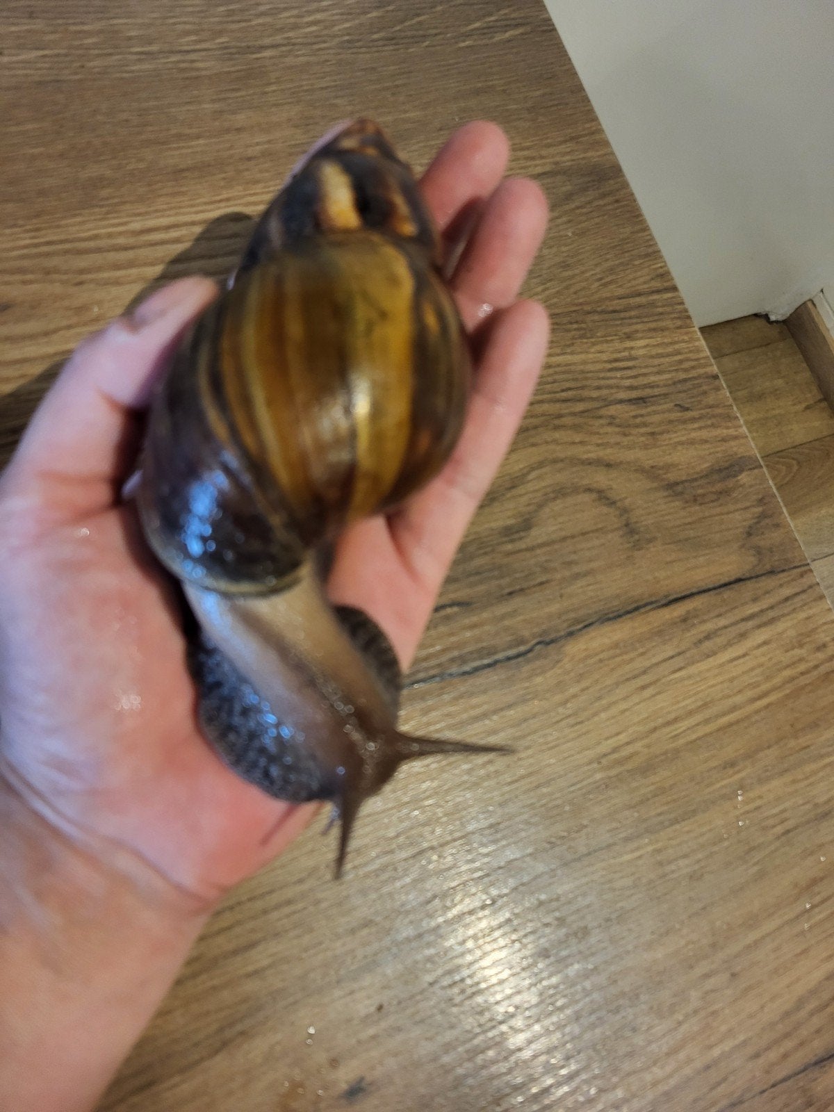 Afrikaanse reuzenslakken, Dieren en Toebehoren, 0 tot 2 jaar
