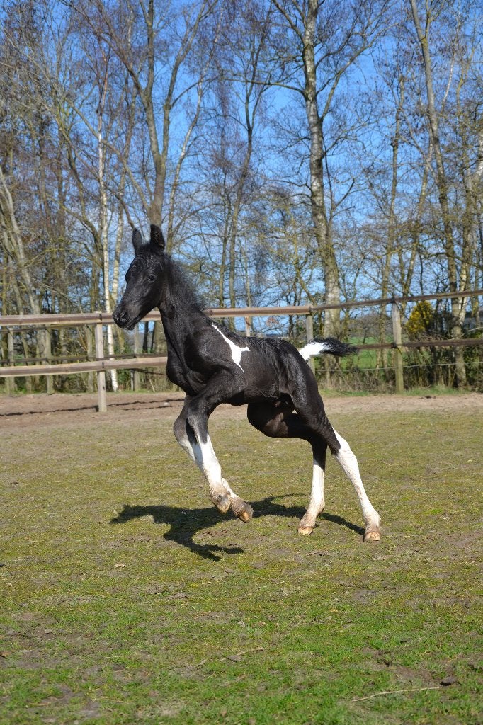 Zomerweide gezocht hengstveulen, Dieren en Toebehoren, Stalling en Weidegang, Weidegang, 1 paard of pony
