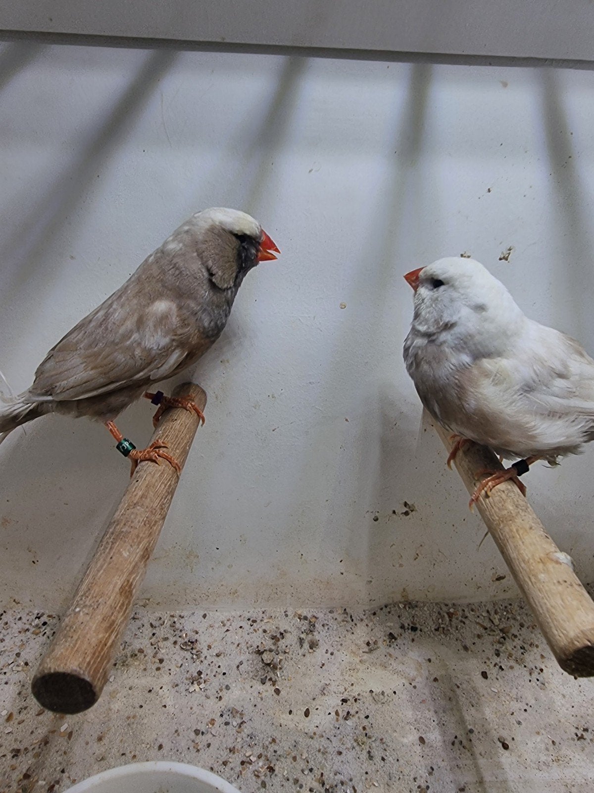 Te koop koppel charcoal wang
Pop van 2025, Meerdere dieren