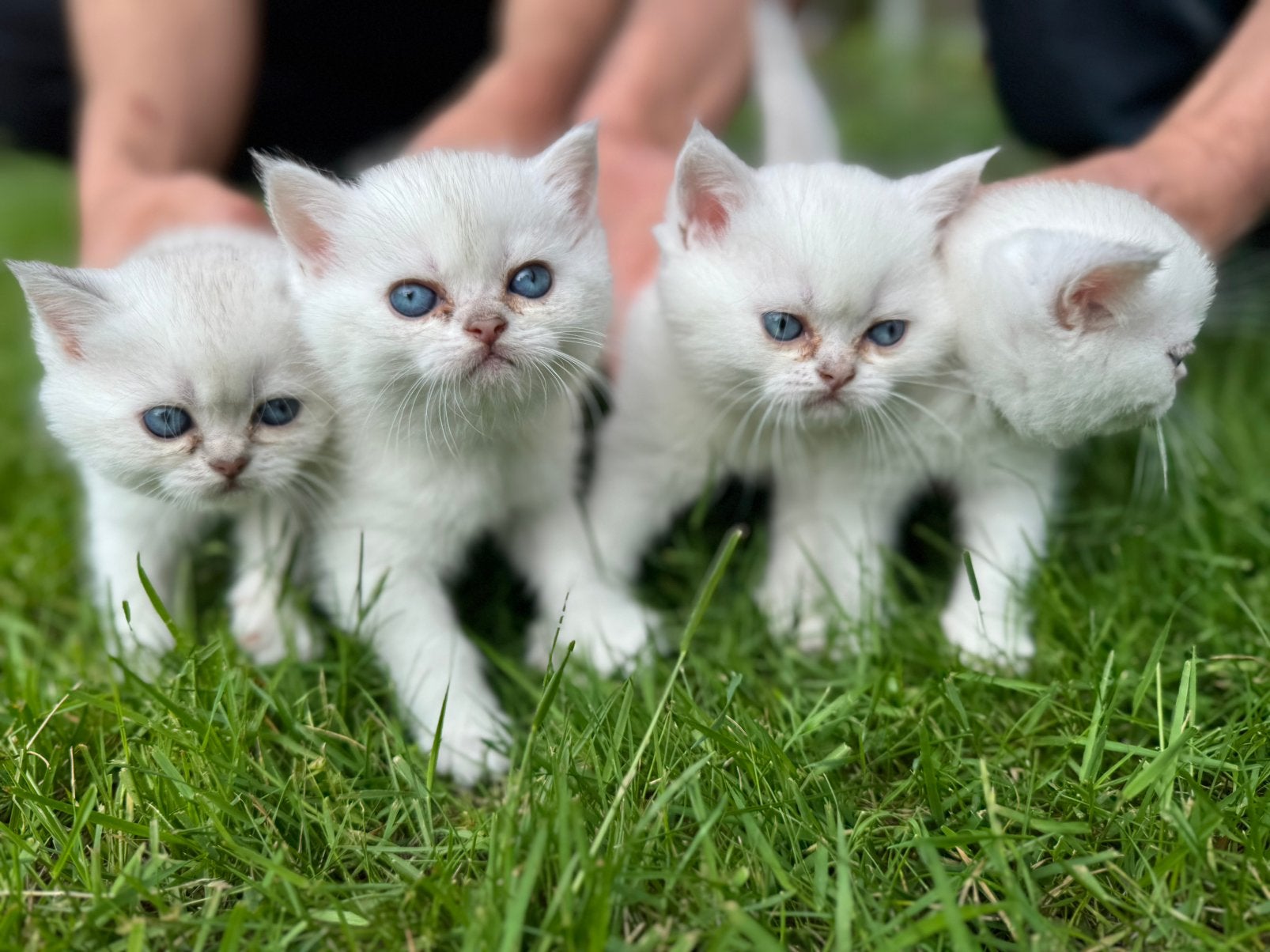 Prachtige Britse Korthaar/Silver Blauw Ogen Kittens, Meerdere dieren