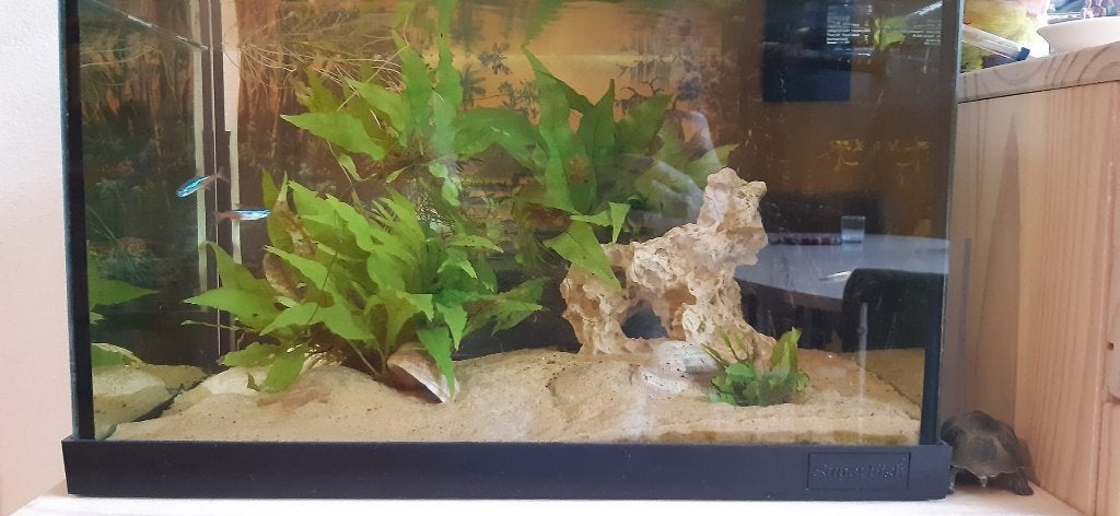 Aquarium met toebehoren, Ophalen, Gebruikt, Gevuld zoetwateraquarium, Superfish