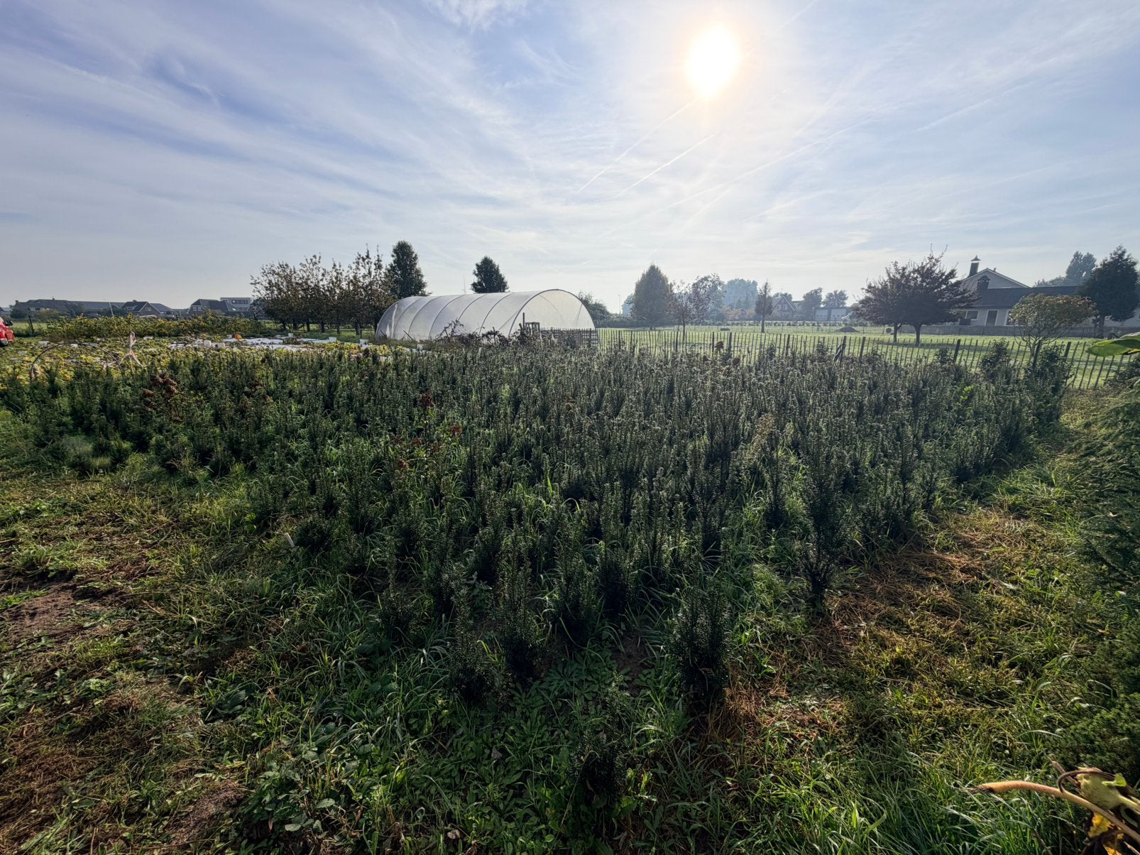 Taxus Hillii 40–60 cm – wintergroene haagplant, Ophalen of Verzenden, Taxus, Minder dan 100 cm