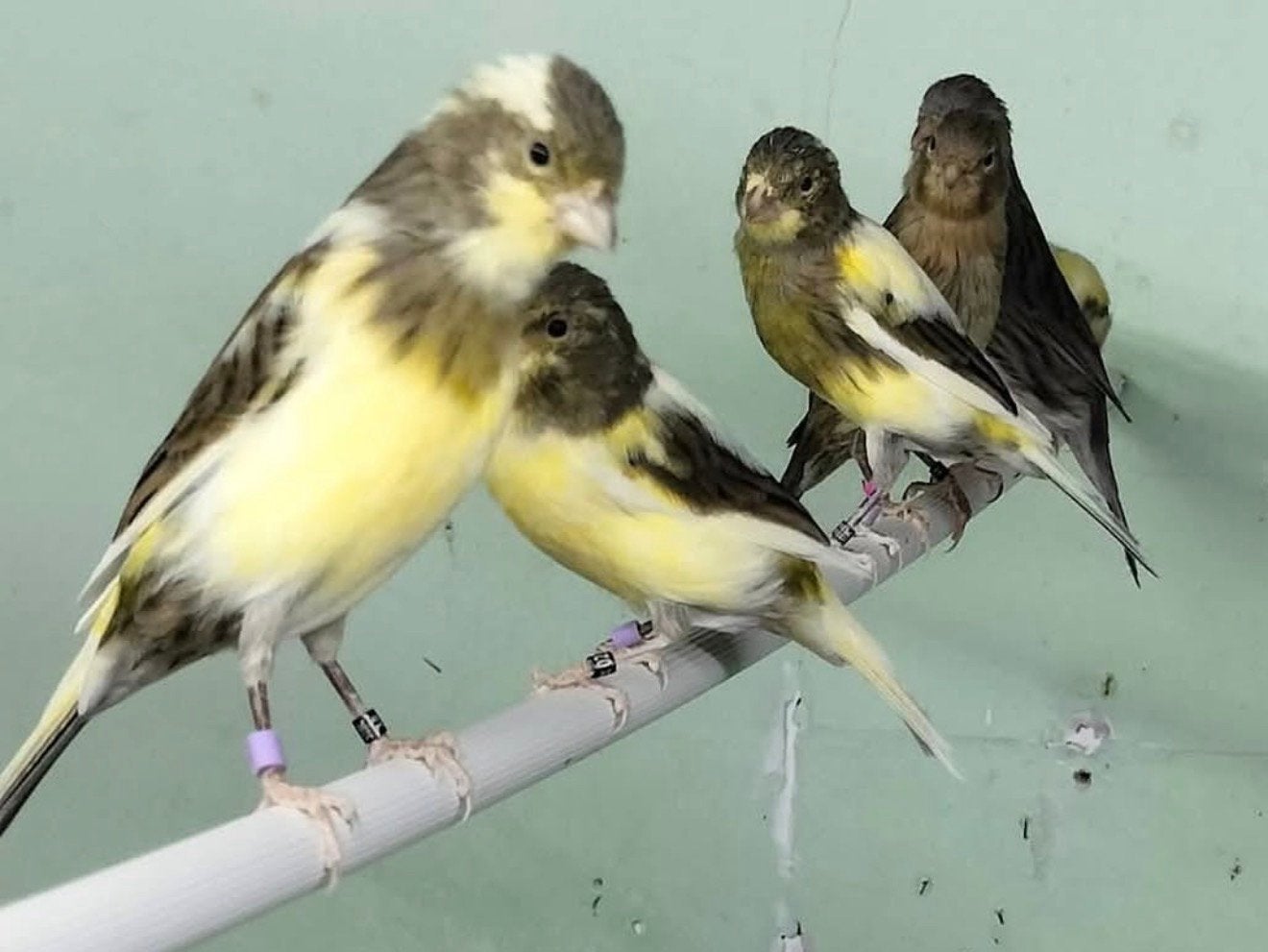 zingende zangkanaries, Dieren en Toebehoren, Meerdere dieren, Zangkanarie