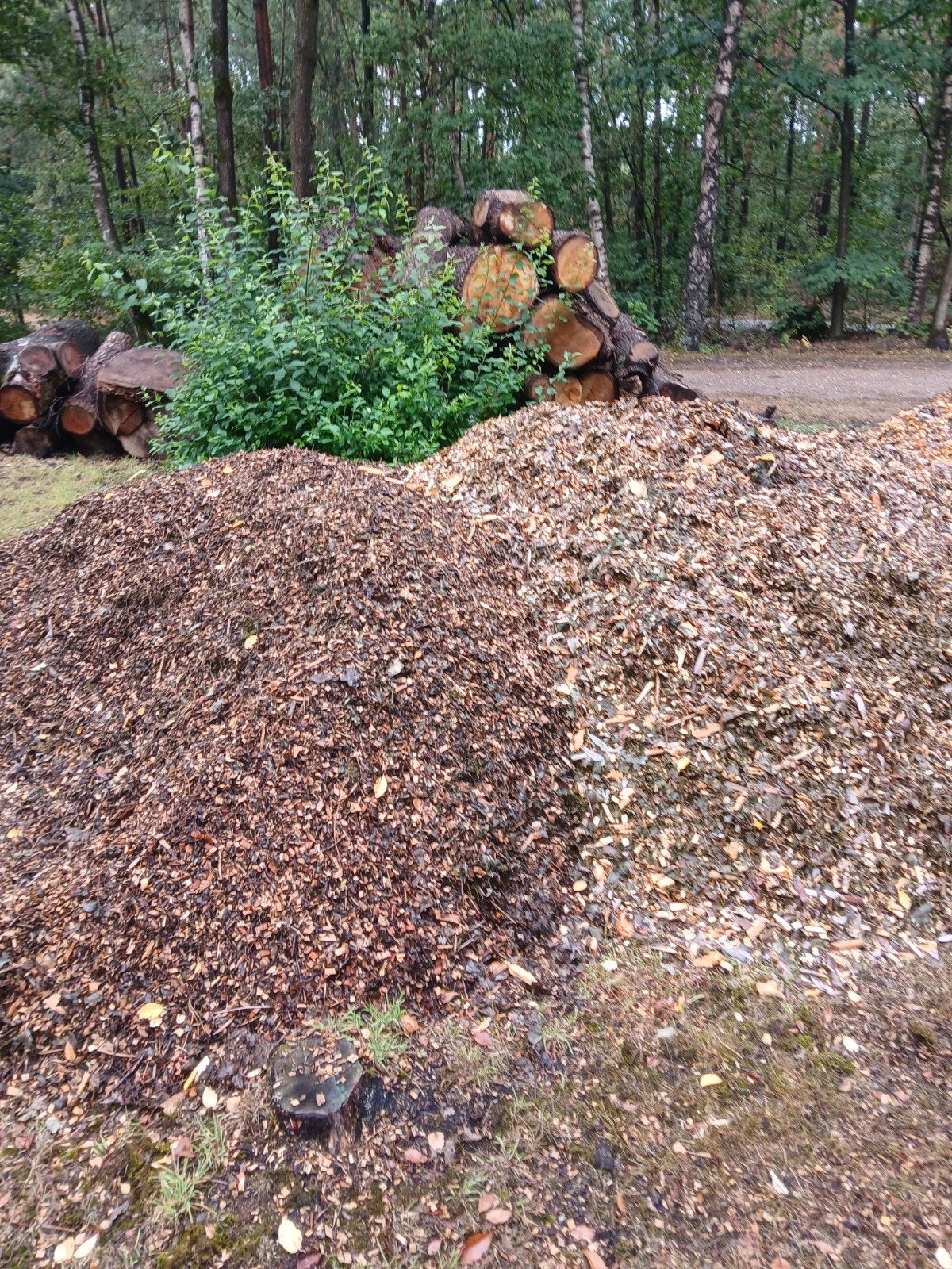 Houtsnippers voor diverse toepassingen, 6 m³ of meer, Ophalen, Overige houtsoorten, Takken