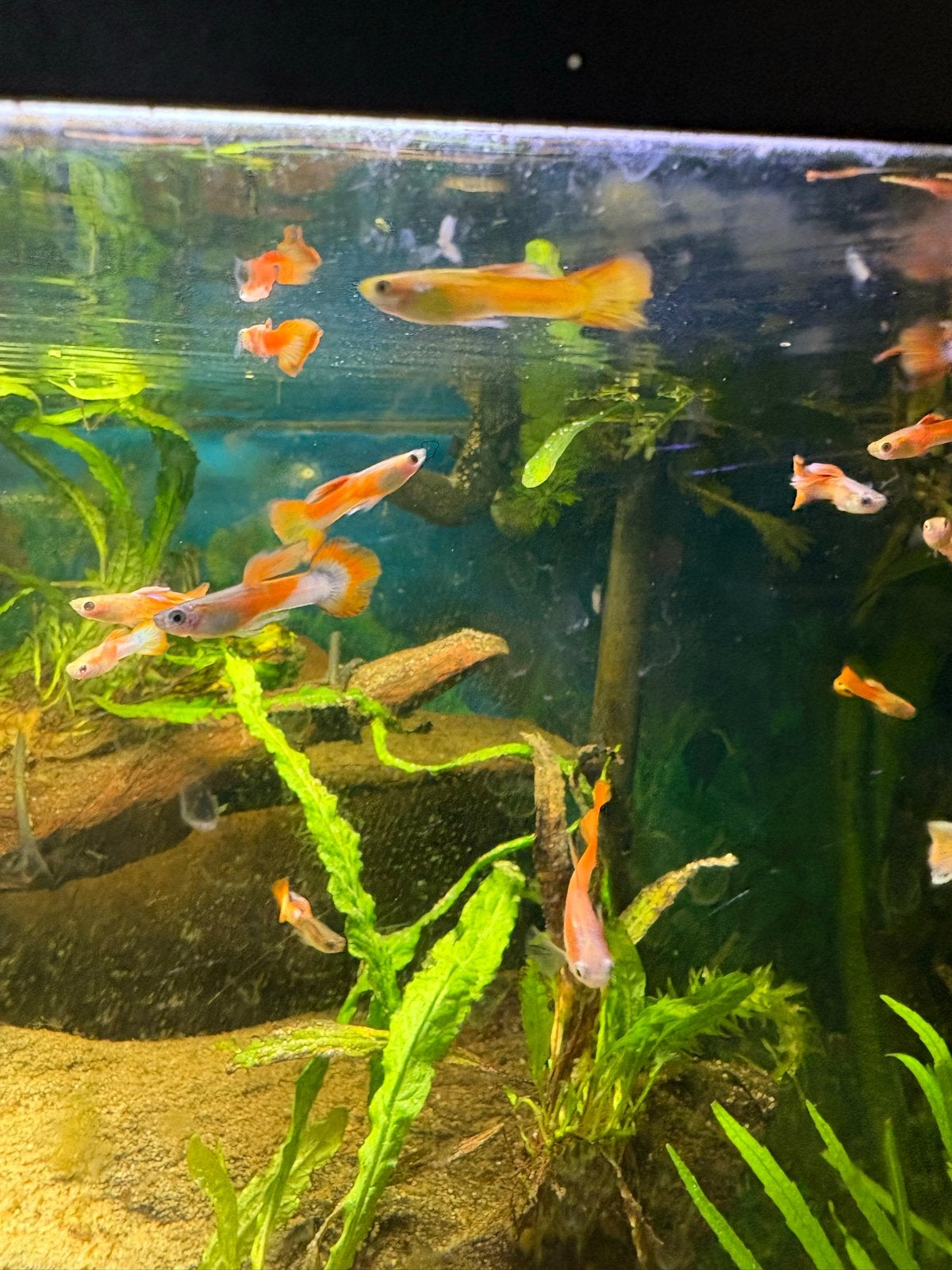 Guppen guppy s vissen aquarium visseb