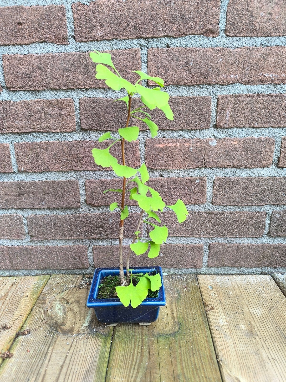 Bonsai Ginkgo Biloba - Jonge Japanse Notenboom, Vaste plant, Bloeit niet, Halfschaduw, Ophalen