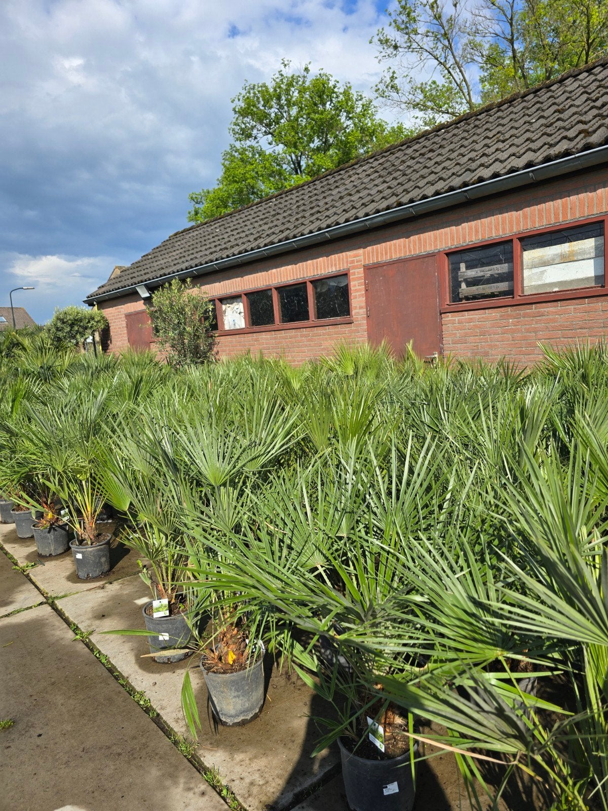 Palmbomen uitzoeken €30 2 voor €55, Volle zon, Ophalen of Verzenden, 100 tot 250 cm, Zomer