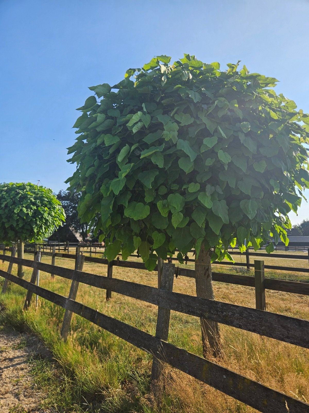 Gratis 16x(of los) Bolcatalpa's zelf demonteren, Tuin en Terras, Ophalen of Verzenden, 250 tot 400 cm, Zomer, Volle zon