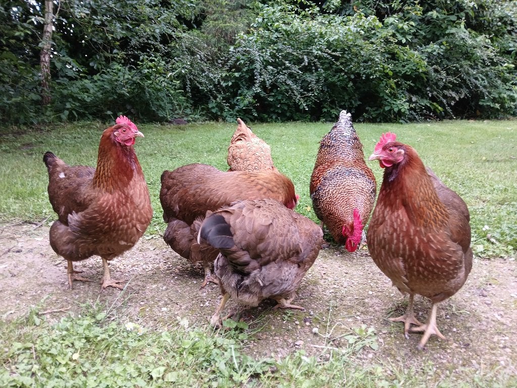 gratis goed leggende kippen met haan Welsemer kippen, Dieren en Toebehoren, Meerdere dieren, Kip