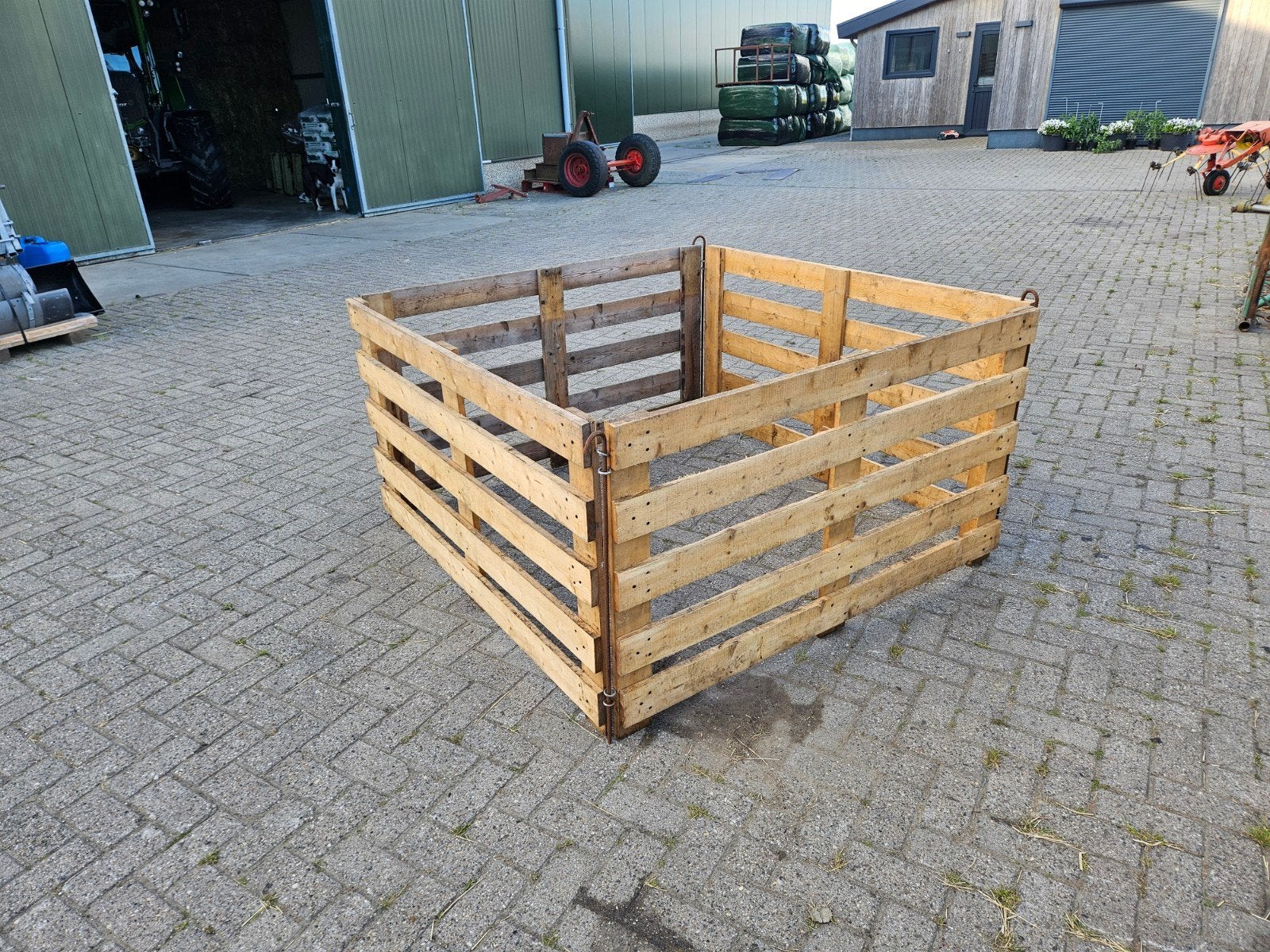 Aflammerhekjes, Vrouwelijk, Schaap