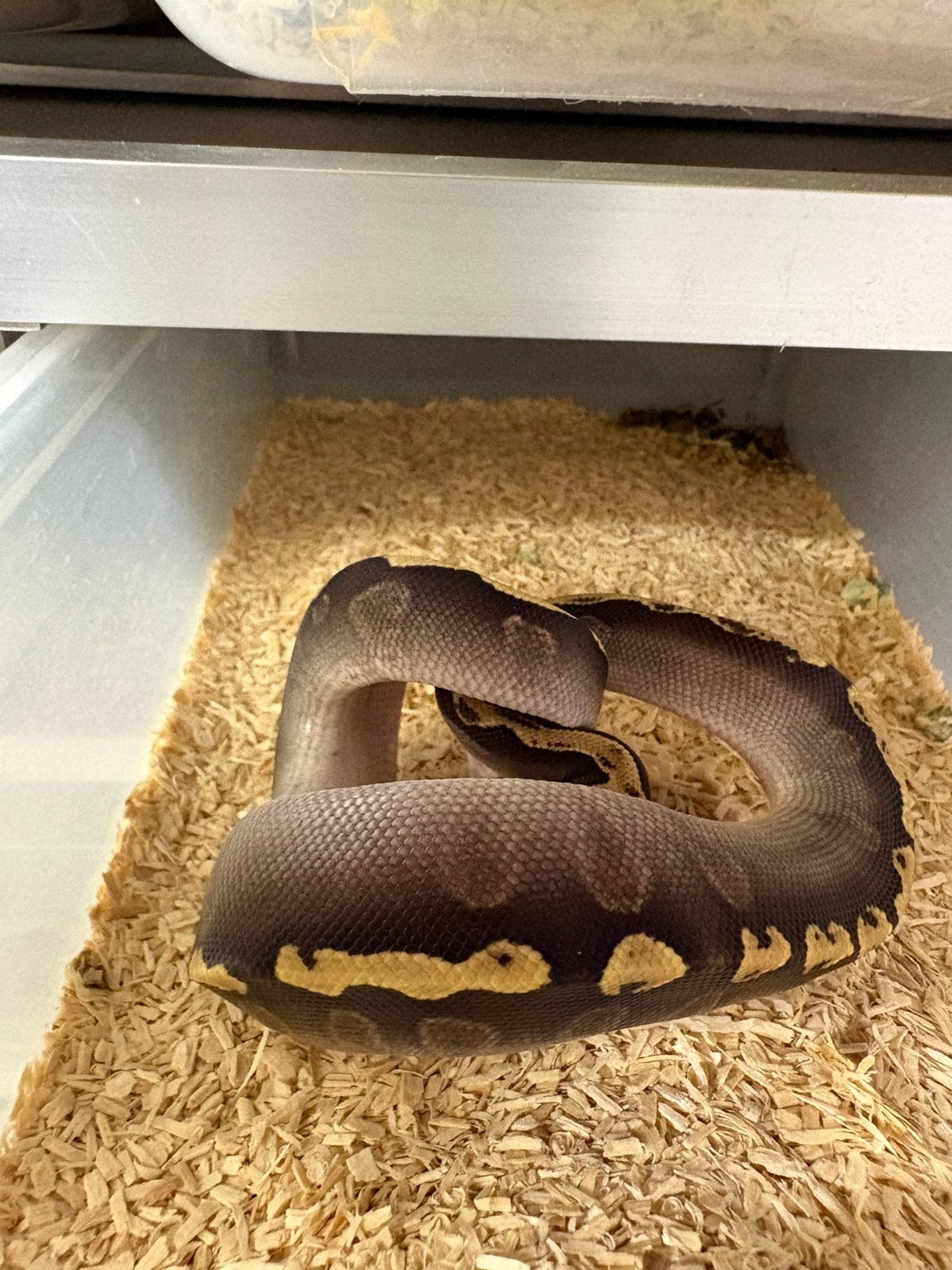 GHI Mojave het Clown mannetje ballpython koningspython Ball Python photo 2