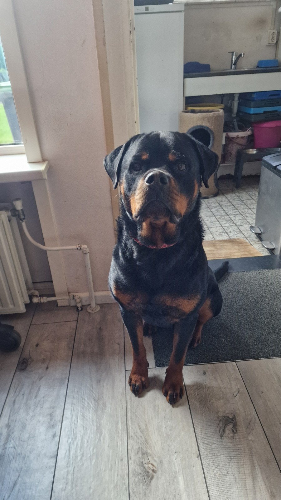 Honden en katten oppas, Ophalen of Verzenden