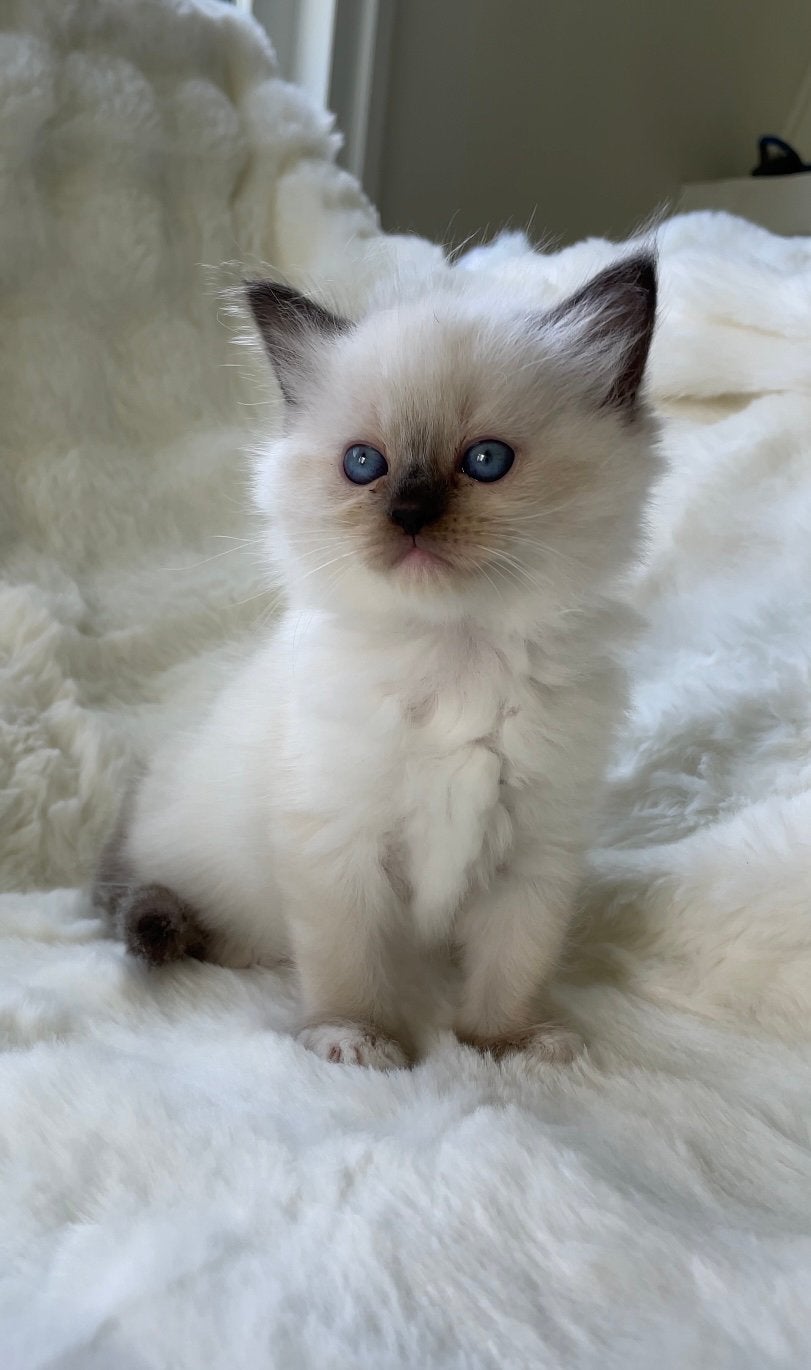 100% raszuivere ragdoll kittens te koop, Meerdere dieren, 0 tot 2 jaar