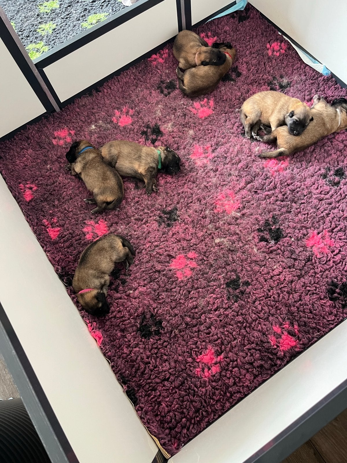 Tervuerense herder pups te koop, Dieren en Toebehoren, 8 tot 15 weken, Parvo, Meerdere, Meerdere dieren