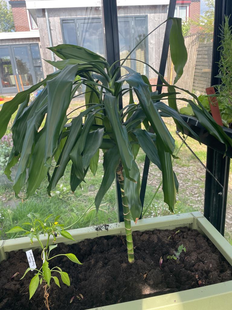 Dracaena fragrans, drakenbloedboom, 100 tot 150 cm, Overige soorten, Groene kamerplant, Halfschaduw