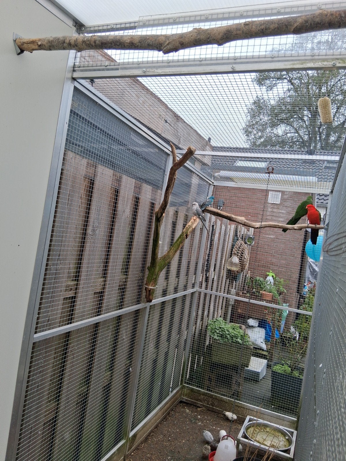 roodrug parkieten, Dieren en Toebehoren