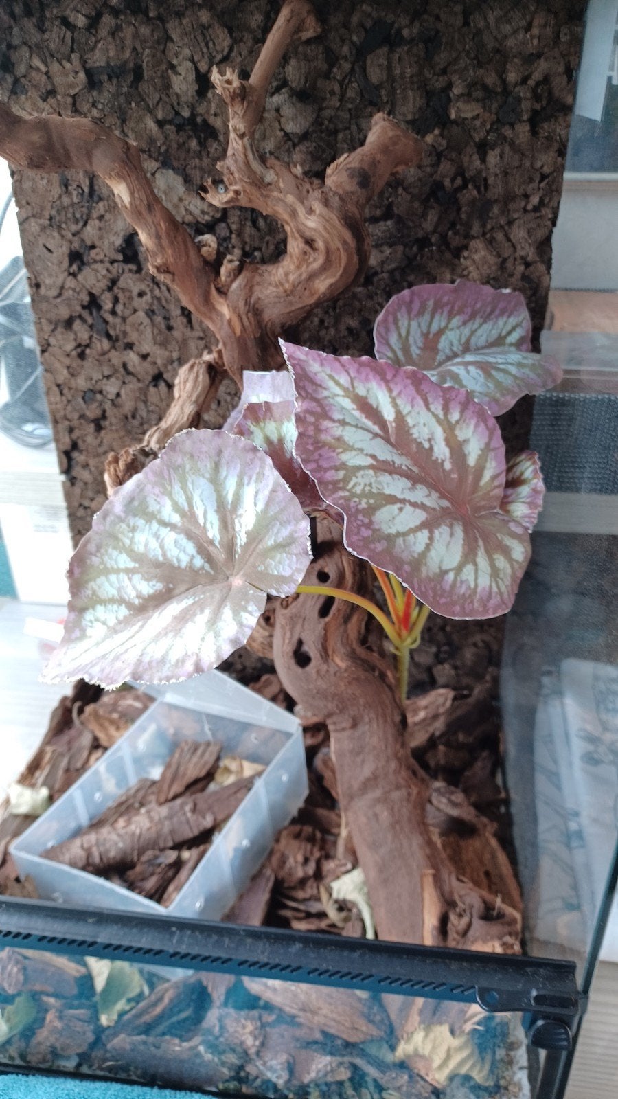 Terrarium kunstplant, Dieren en Toebehoren, Ophalen, Zo goed als nieuw, Tak, Plant, Rots of Steen