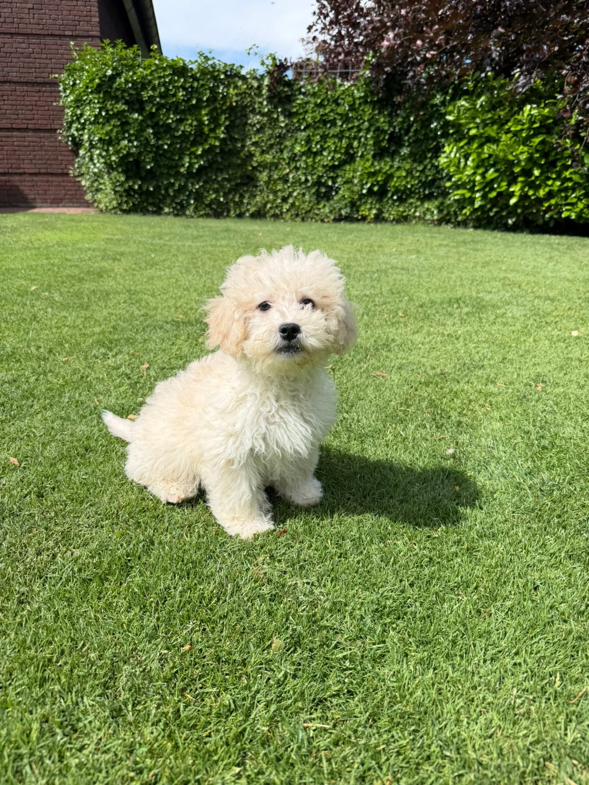 Maltipoo (Maltezer x Poedel) pups reutjes, Dieren en Toebehoren, Poedel, Parvo, Nederland, 8 tot 15 weken